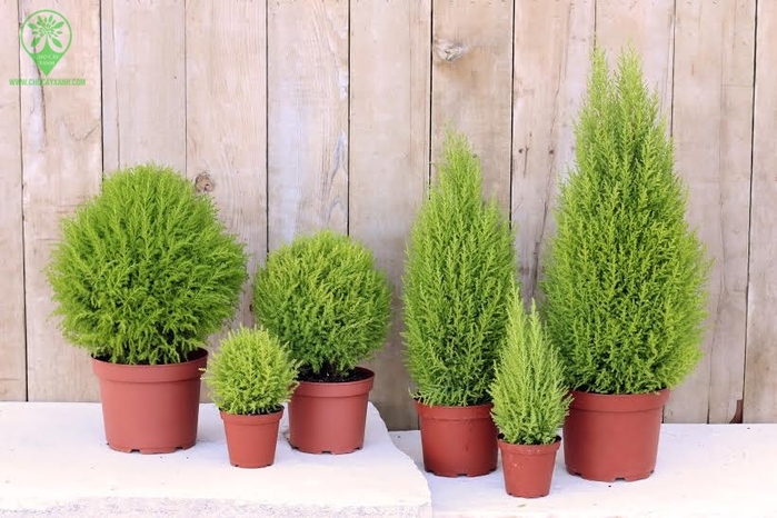 Muốn tránh xa xui xẻo trong nhà phải có một trong những loại cây này