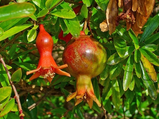 Muốn tránh xa xui xẻo trong nhà phải có một trong những loại cây này