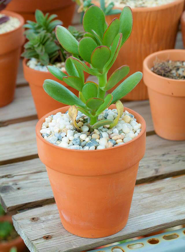 Muốn tránh xa xui xẻo trong nhà phải có một trong những loại cây này