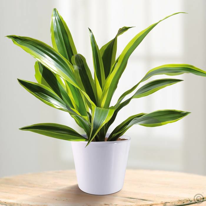 Muốn tránh xa xui xẻo trong nhà phải có một trong những loại cây này