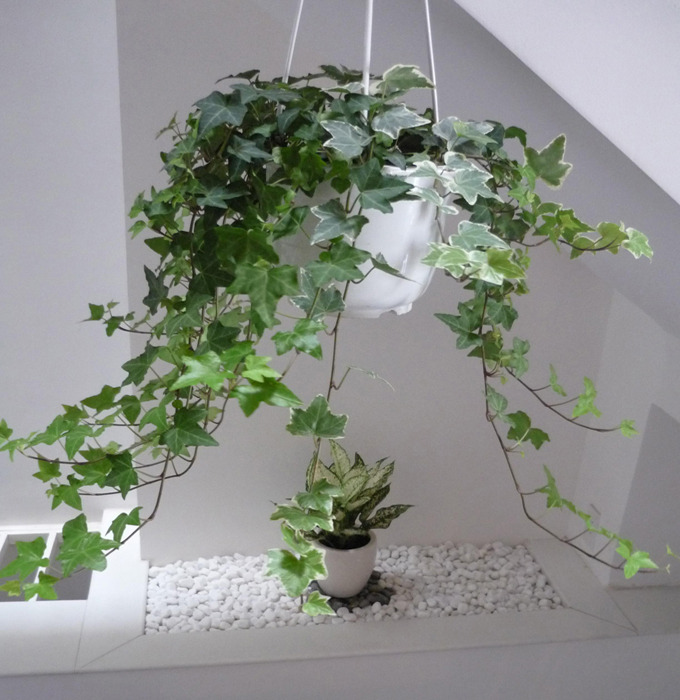 Muốn tránh xa xui xẻo trong nhà phải có một trong những loại cây này