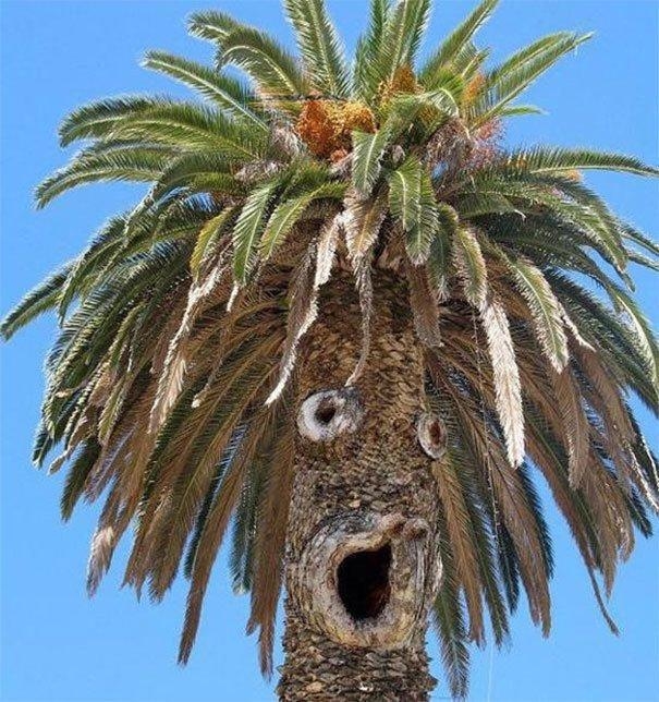 Nếu thấy gương mặt ẩn giấu, có thể bạn đã mắc hội chứng Pareidolia