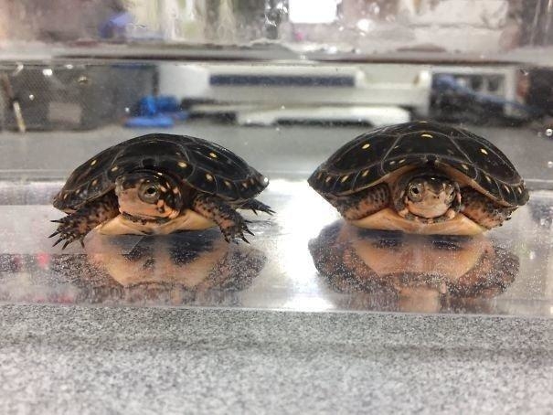 Nếu thấy gương mặt ẩn giấu, có thể bạn đã mắc hội chứng Pareidolia