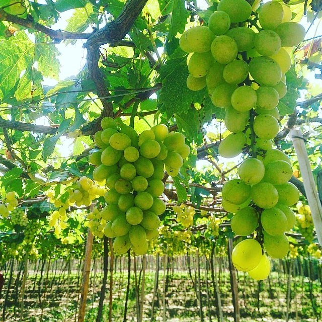 Ninh Thuận, địa điểm thú vị cho một mùa hè sôi động