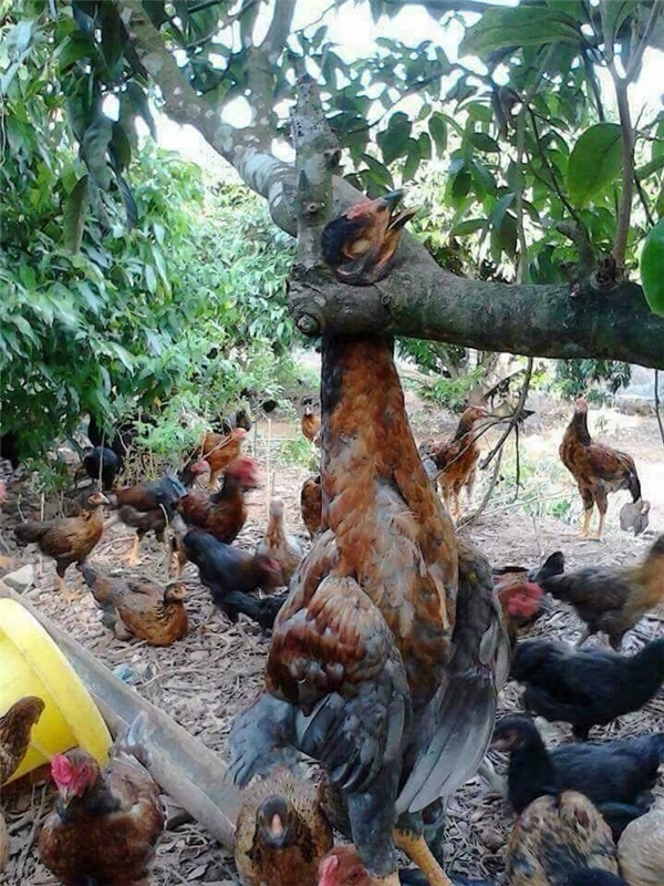 Những bức ảnh bá đạo nhất quả đất khiến người xem cười không đỡ nổi