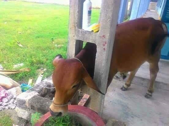 Những bức ảnh bá đạo nhất quả đất khiến người xem cười không đỡ nổi