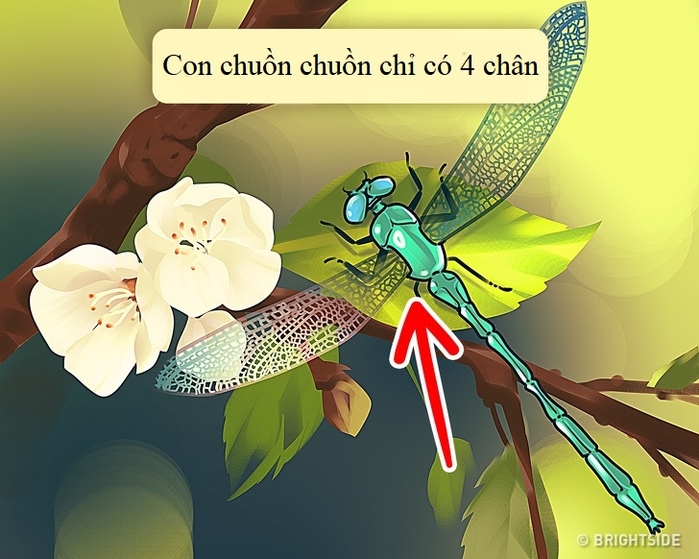 Thử tài tinh mắt: 5 câu đố tìm lỗi sai thách thức cư dân mạng