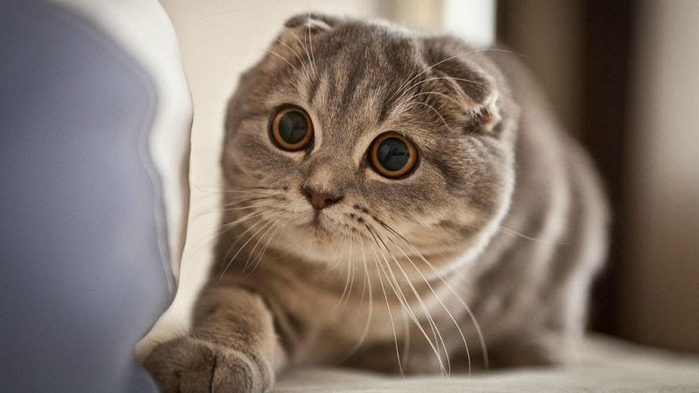 Cùng xem những đại diện cho sắc đẹp loài mèo là những tiểu miêu nào