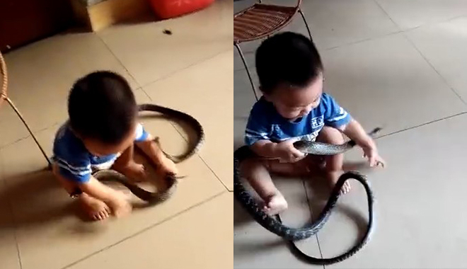 Để con vô tư đùa nghịch cùng rắn độc, bố mẹ nhận gạch đá tới tấp