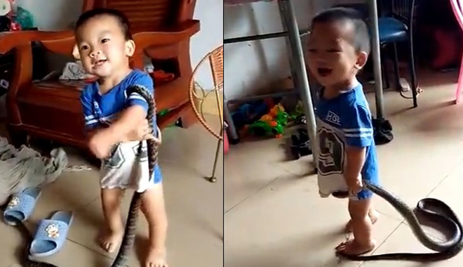 Để con vô tư đùa nghịch cùng rắn độc, bố mẹ nhận gạch đá tới tấp