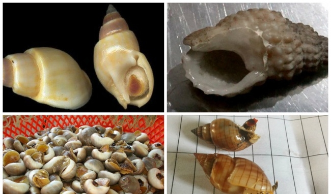 Hãy tránh xa loài ốc này vì nó có chứa độc tố cực mạnh