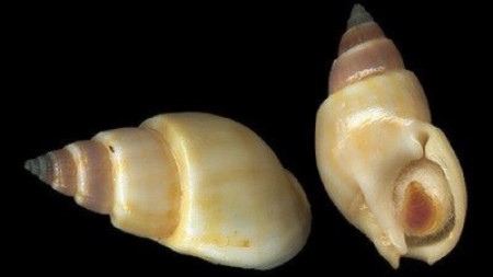 Hãy tránh xa loài ốc này vì nó có chứa độc tố cực mạnh