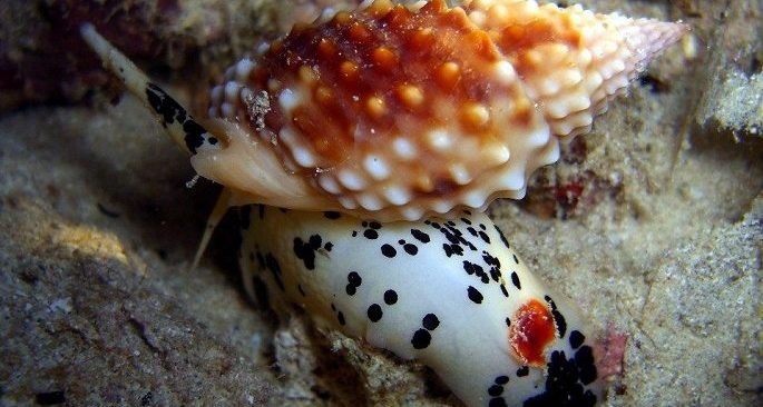 Hãy tránh xa loài ốc này vì nó có chứa độc tố cực mạnh