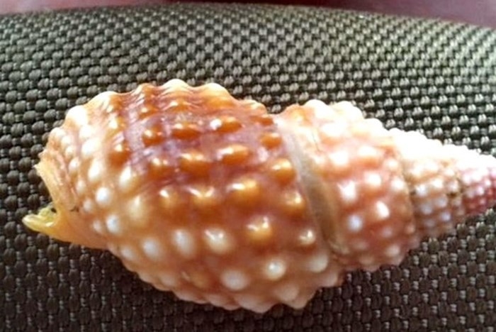 Hãy tránh xa loài ốc này vì nó có chứa độc tố cực mạnh