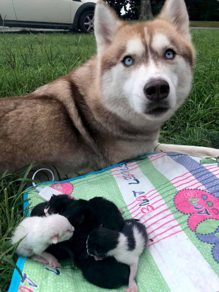 Người anh hùng Husky ra tay nghĩa hiệp cứu sống những chú mèo con