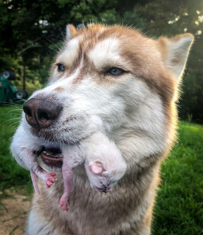 Người anh hùng Husky ra tay nghĩa hiệp cứu sống những chú mèo con
