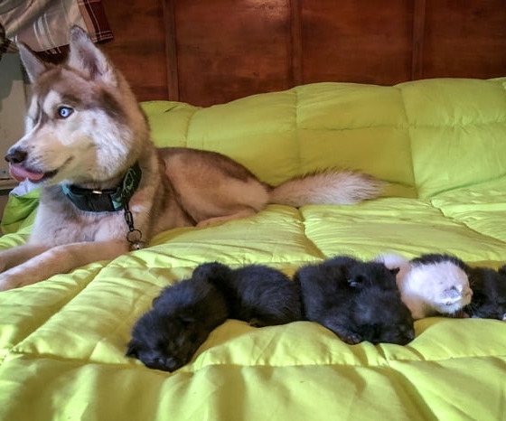 Người anh hùng Husky ra tay nghĩa hiệp cứu sống những chú mèo con