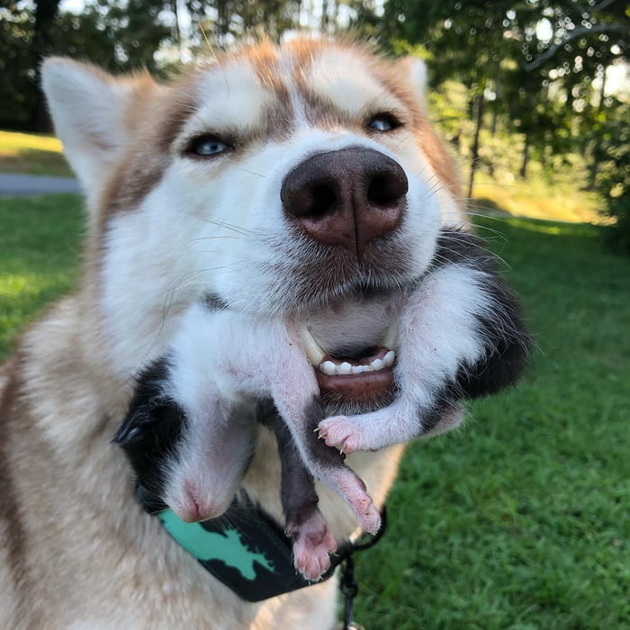 Người anh hùng Husky ra tay nghĩa hiệp cứu sống những chú mèo con
