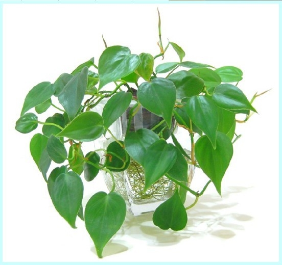 Những loại cây dễ trồng trong nhà giúp hút khí độc lại lợi phong thủy