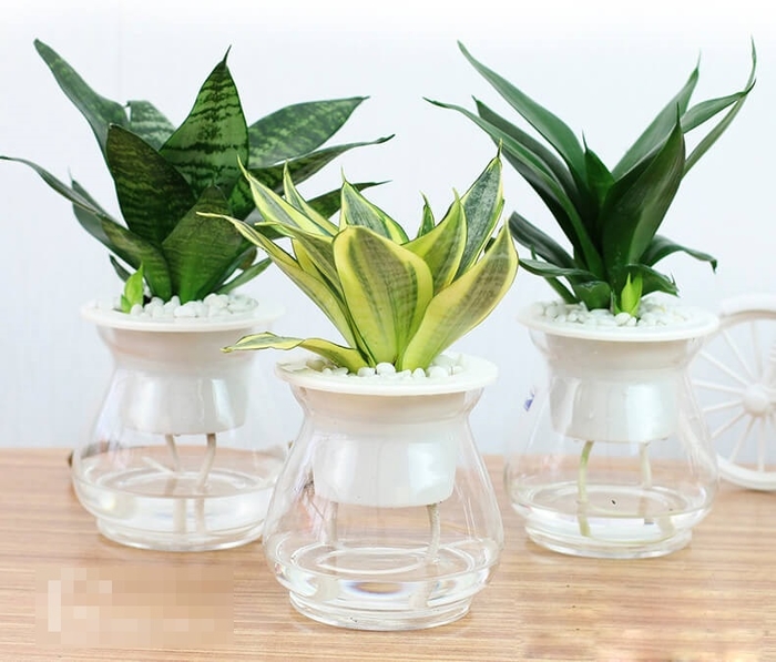 Những loại cây dễ trồng trong nhà giúp hút khí độc lại lợi phong thủy