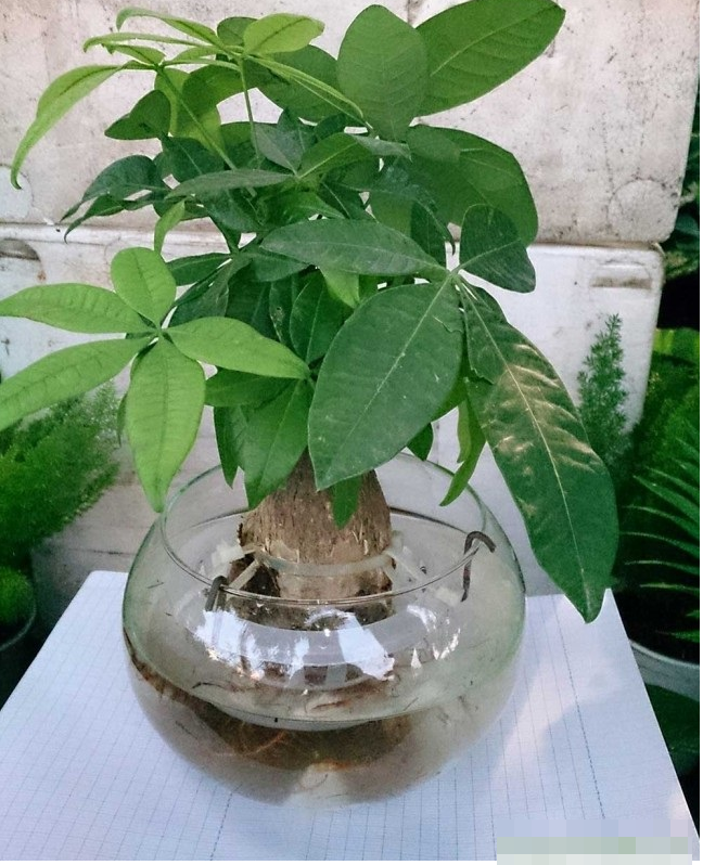 Những loại cây dễ trồng trong nhà giúp hút khí độc lại lợi phong thủy