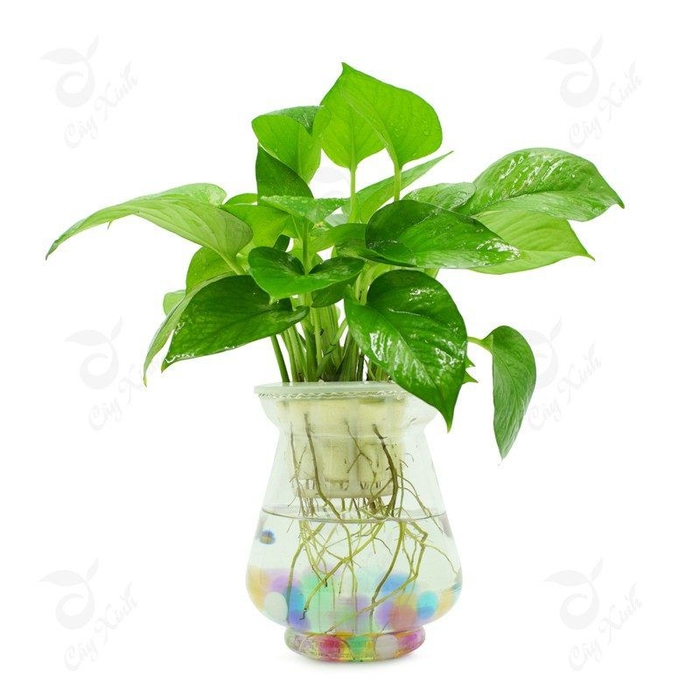 Những loại cây dễ trồng trong nhà giúp hút khí độc lại lợi phong thủy