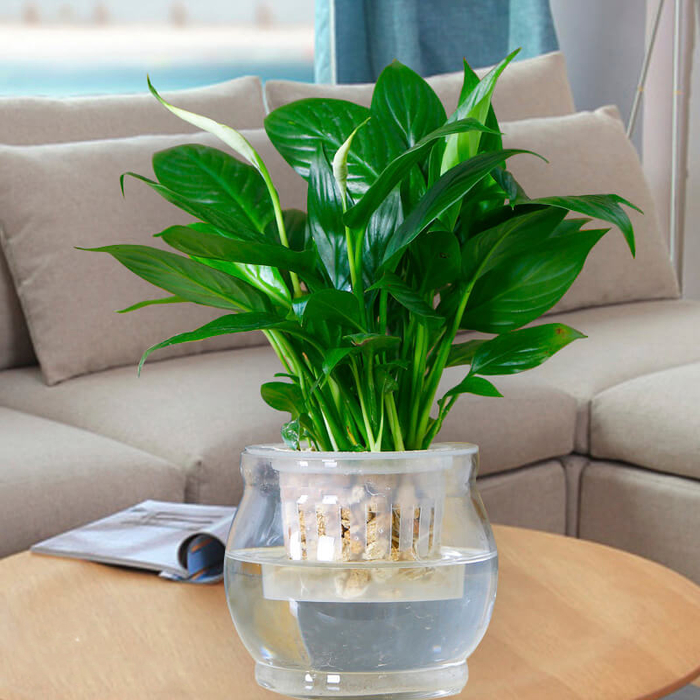Những loại cây dễ trồng trong nhà giúp hút khí độc lại lợi phong thủy