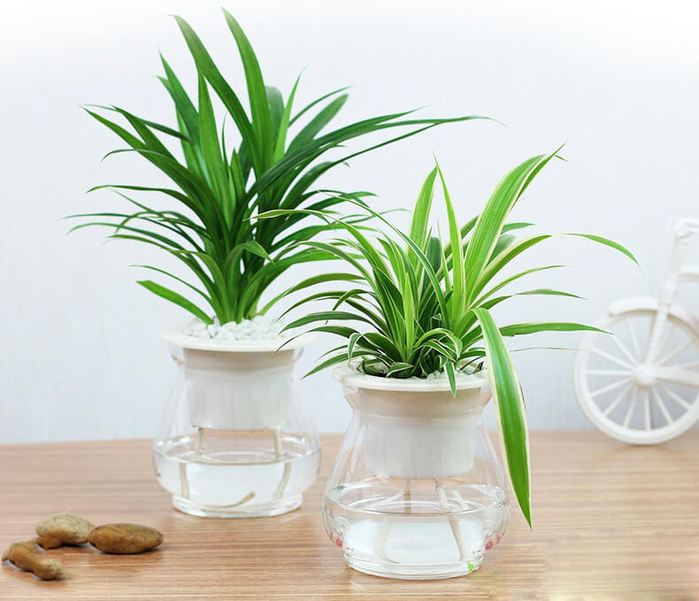 Những loại cây dễ trồng trong nhà giúp hút khí độc lại lợi phong thủy