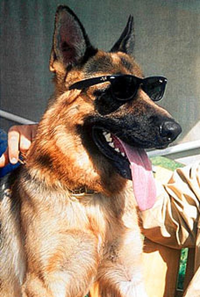 Nhung chu rich dog dang noi ran ran tren mang xa hoi