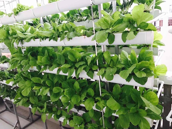 Các sao Việt vừa giỏi chạy show vừa chăm sản xuất rau sạch tại nhà