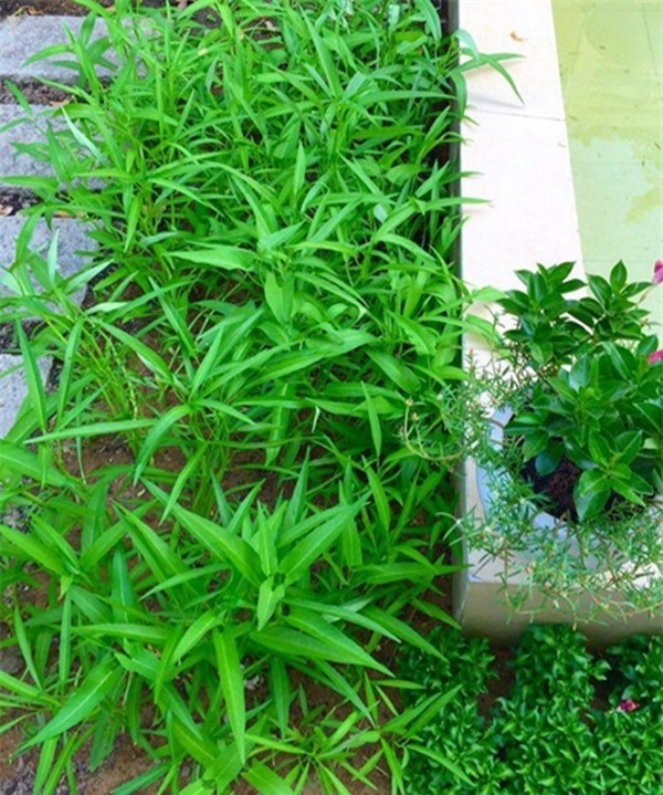 Các sao Việt vừa giỏi chạy show vừa chăm sản xuất rau sạch tại nhà