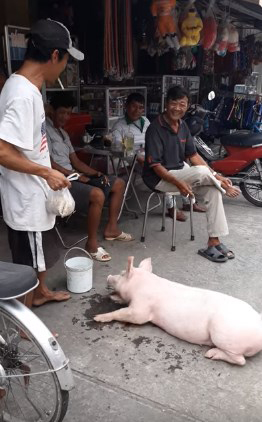 Chú heo nghe lời và quấn chủ không rời nửa bước ở Kiên Giang