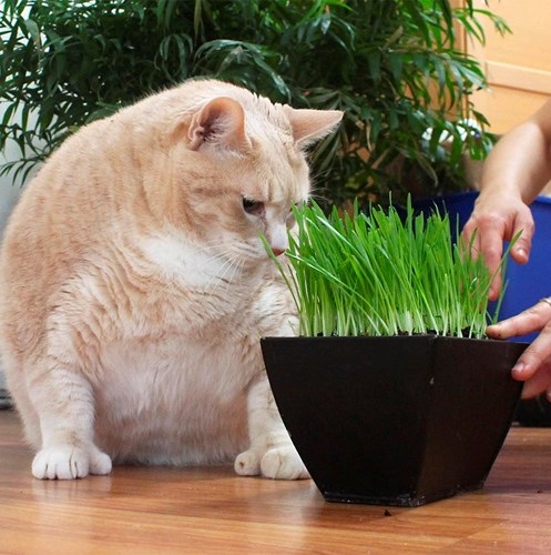 Con sen than trời vì không thể nào giúp chú mèo béo ục ịch giảm cân