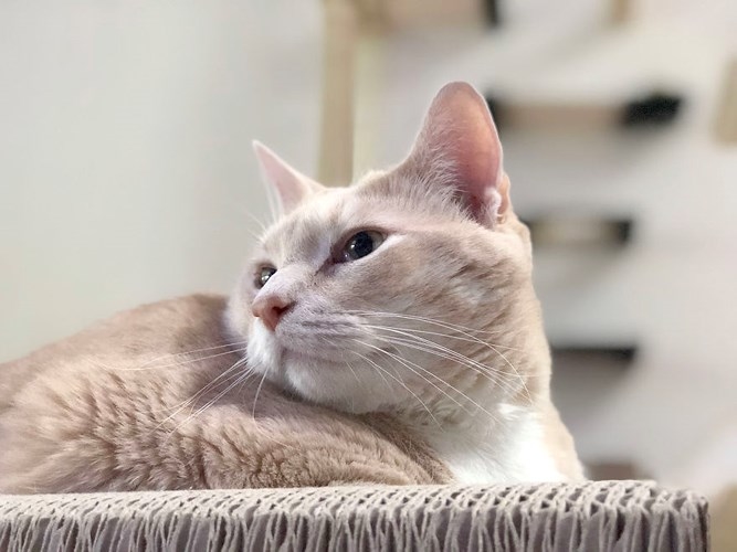 Con sen than trời vì không thể nào giúp chú mèo béo ục ịch giảm cân