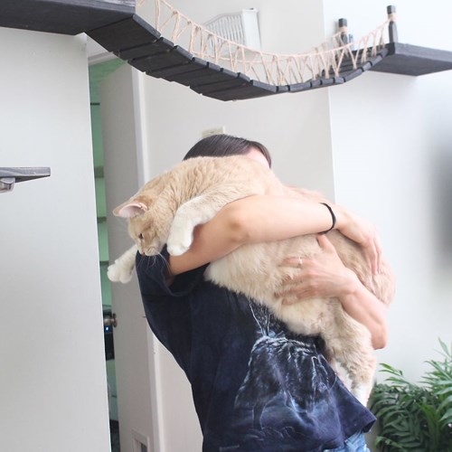 Con sen than trời vì không thể nào giúp chú mèo béo ục ịch giảm cân