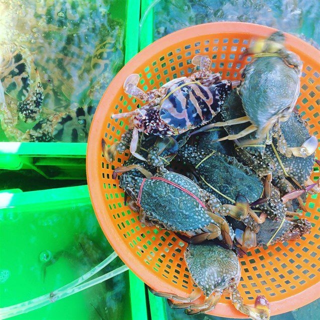 Những chợ hải sản rẻ nhất Vũng Tàu, vừa tươi vừa không lo chặt chém
