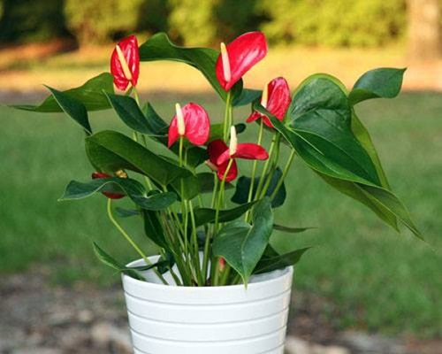 Mẹ bầu tránh xa 7 loại hoa sau ngay nếu không muốn sảy thai, sinh non