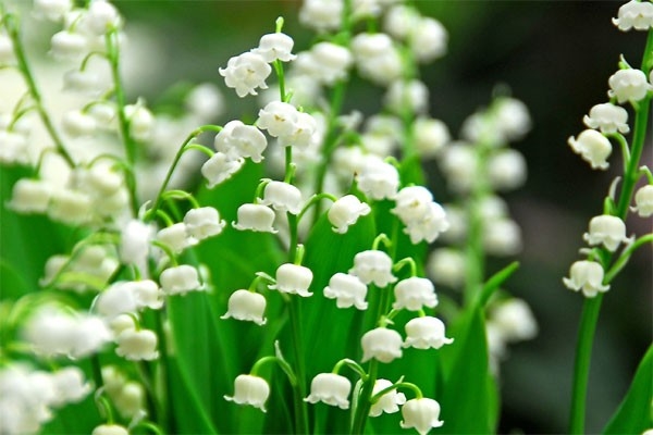 Mẹ bầu tránh xa 7 loại hoa sau ngay nếu không muốn sảy thai, sinh non