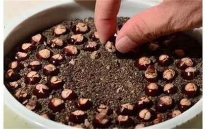 Đừng vứt những loại củ và hạt này bởi chúng có ích hơn bạn tưởng đấy