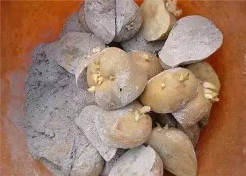 Đừng vứt những loại củ và hạt này bởi chúng có ích hơn bạn tưởng đấy