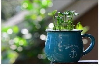 Đừng vứt những loại củ và hạt này bởi chúng có ích hơn bạn tưởng đấy