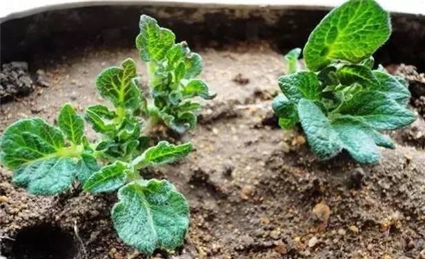 Đừng vứt những loại củ và hạt này bởi chúng có ích hơn bạn tưởng đấy