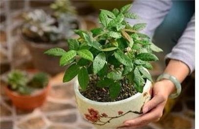 Đừng vứt những loại củ và hạt này bởi chúng có ích hơn bạn tưởng đấy