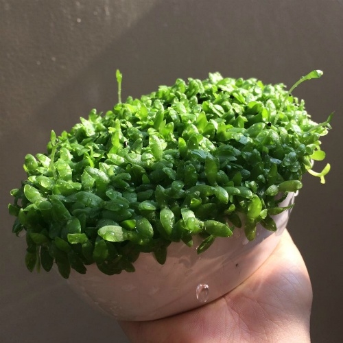 Đừng vứt những loại củ và hạt này bởi chúng có ích hơn bạn tưởng đấy