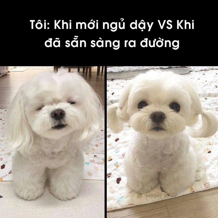 Giải trí cuối tuần với loạt ảnh vui tuần qua