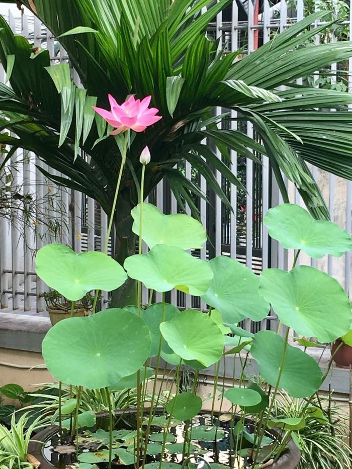 Ít ai ngờ, nhà ca sĩ Bích Phương ở quê đẹp xuất sắc như vậy