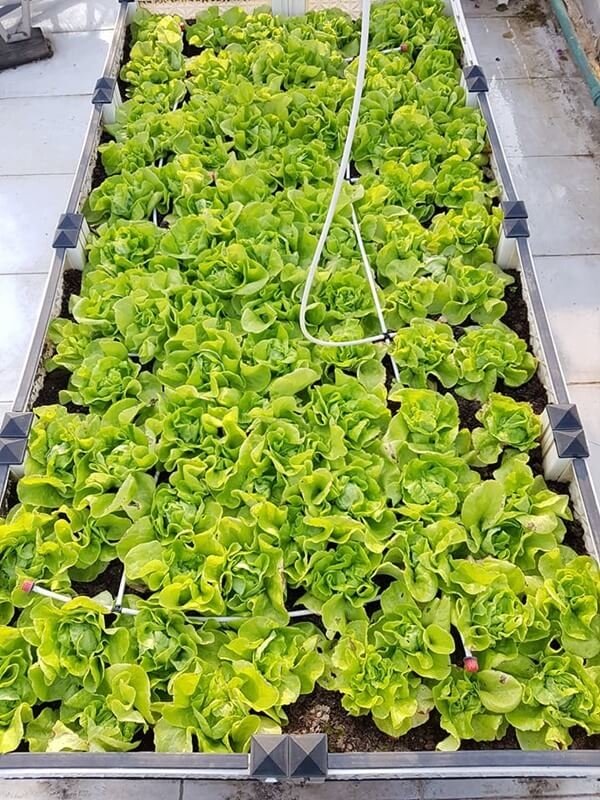 Khu vườn 60m2 đủ loại rau của mẹ Hải Phòng mà bất cứ ai cũng ao ước