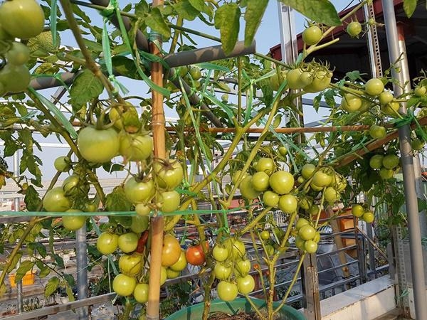 Khu vườn 60m2 đủ loại rau của mẹ Hải Phòng mà bất cứ ai cũng ao ước