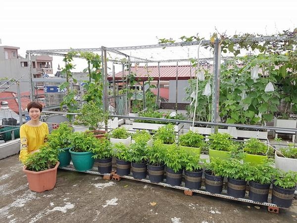 Khu vườn 60m2 đủ loại rau của mẹ Hải Phòng mà bất cứ ai cũng ao ước