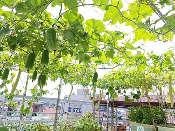 Khu vườn 60m2 đủ loại rau của mẹ Hải Phòng mà bất cứ ai cũng ao ước